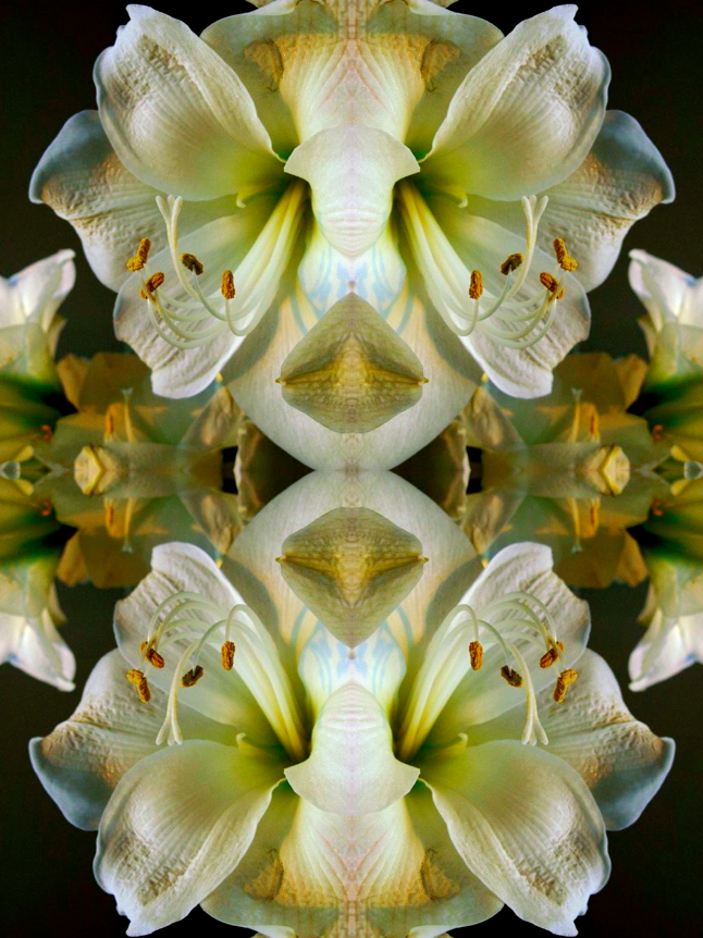 untitled flowers for richard 2008.png